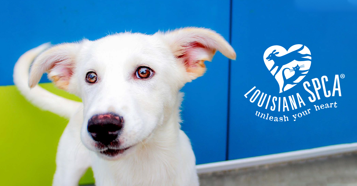 Adoptables Louisiana SPCA