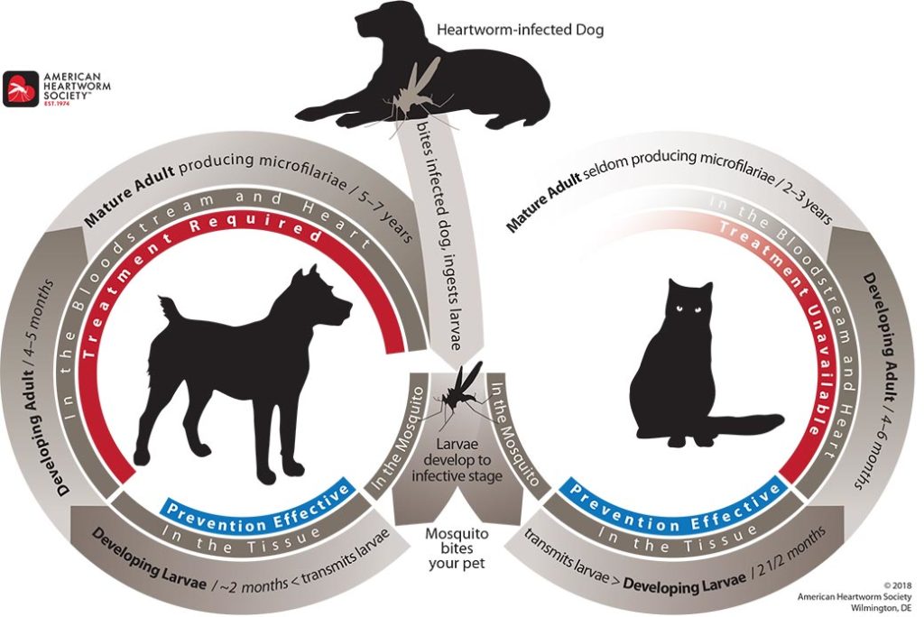 is it ok to adopt a dog with heartworms