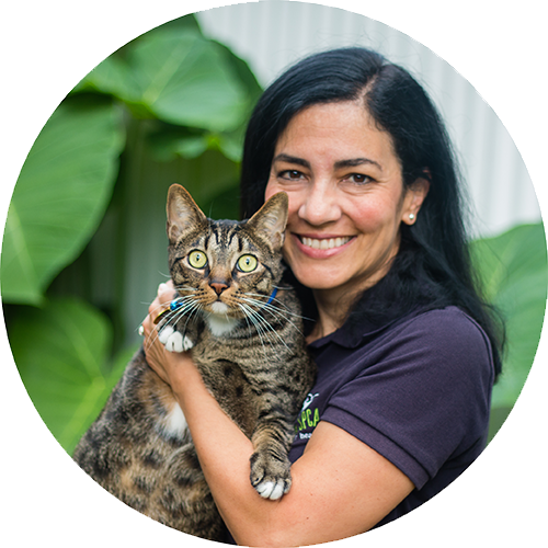 A picture of Ana Zorrilla, Louisiana SPCA CEO with a grey tabby cat