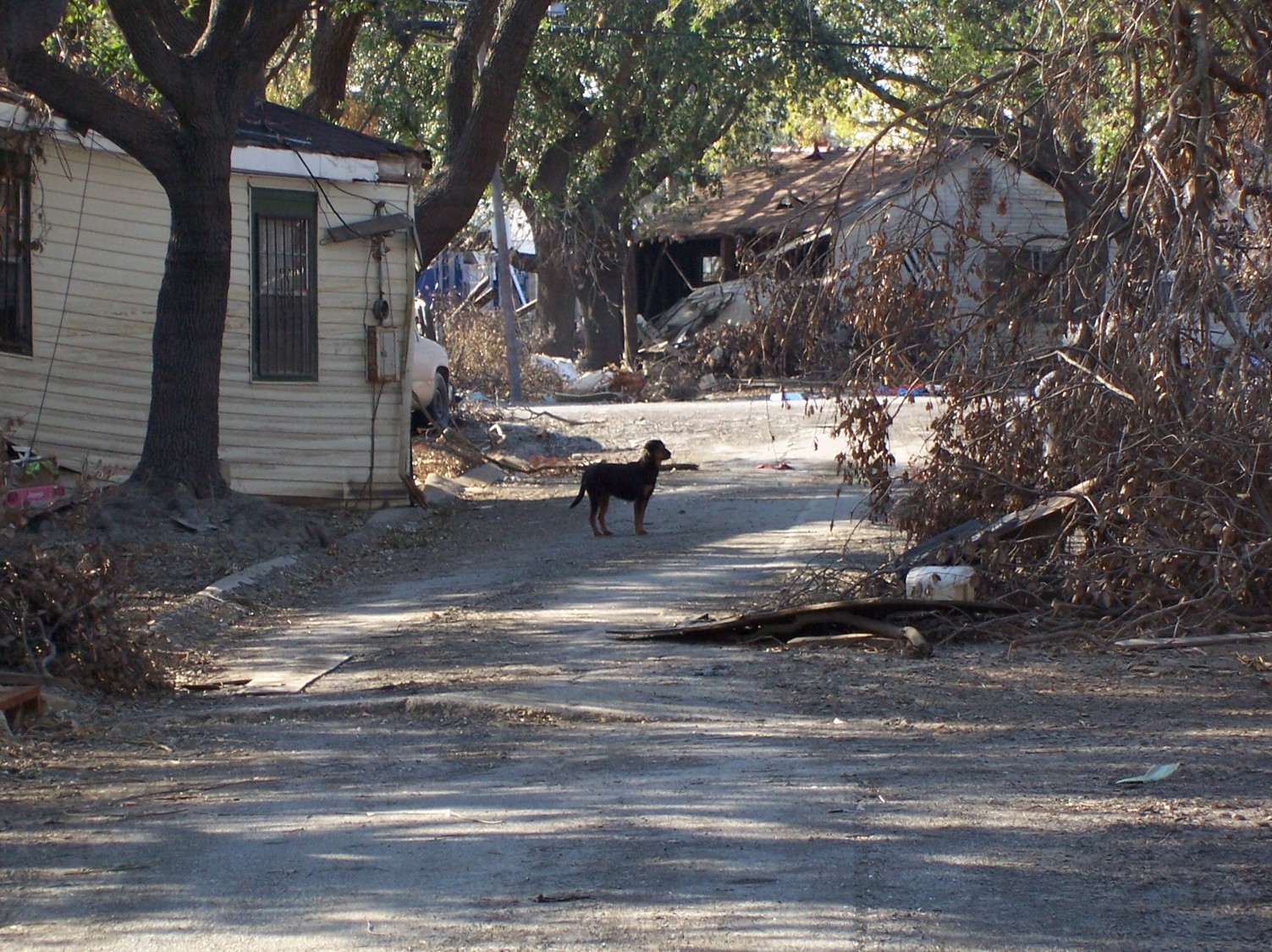Hurricane Katrina - Louisiana SPCA