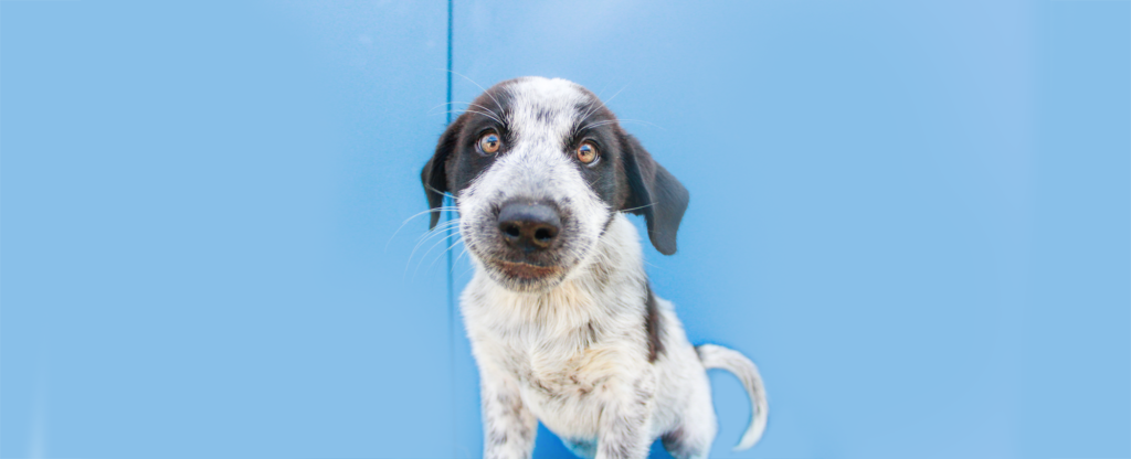 Louisiana SPCA Training