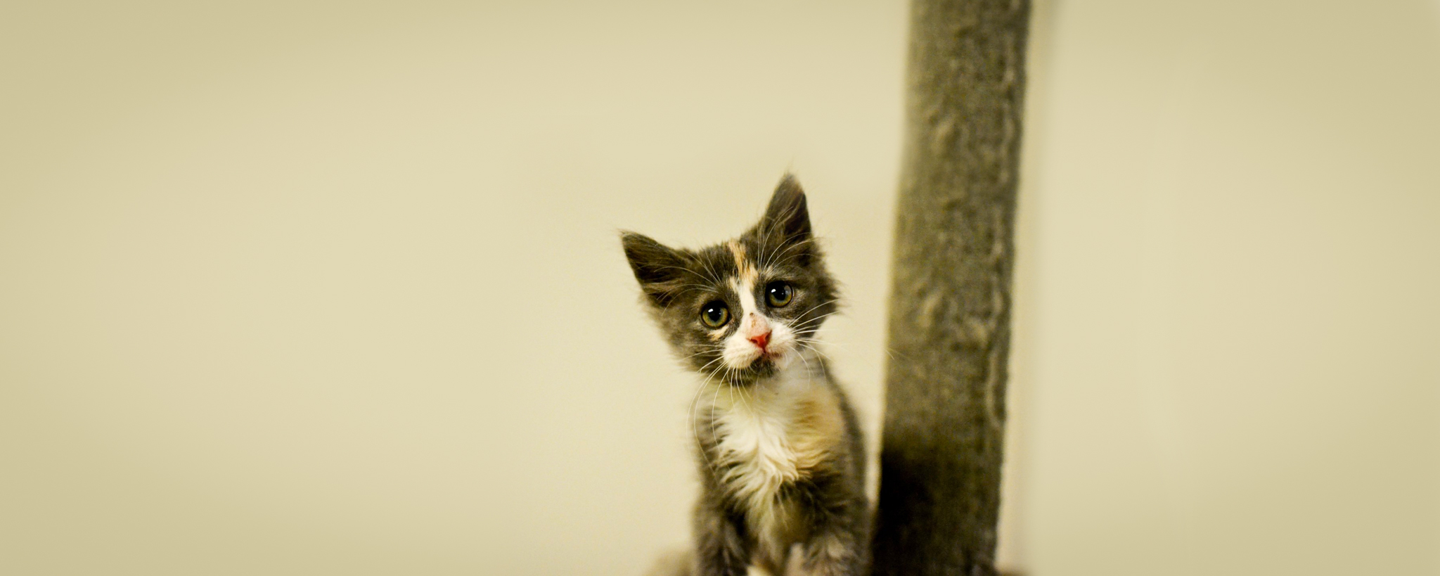 Feral Cat FAQs - Louisiana SPCA