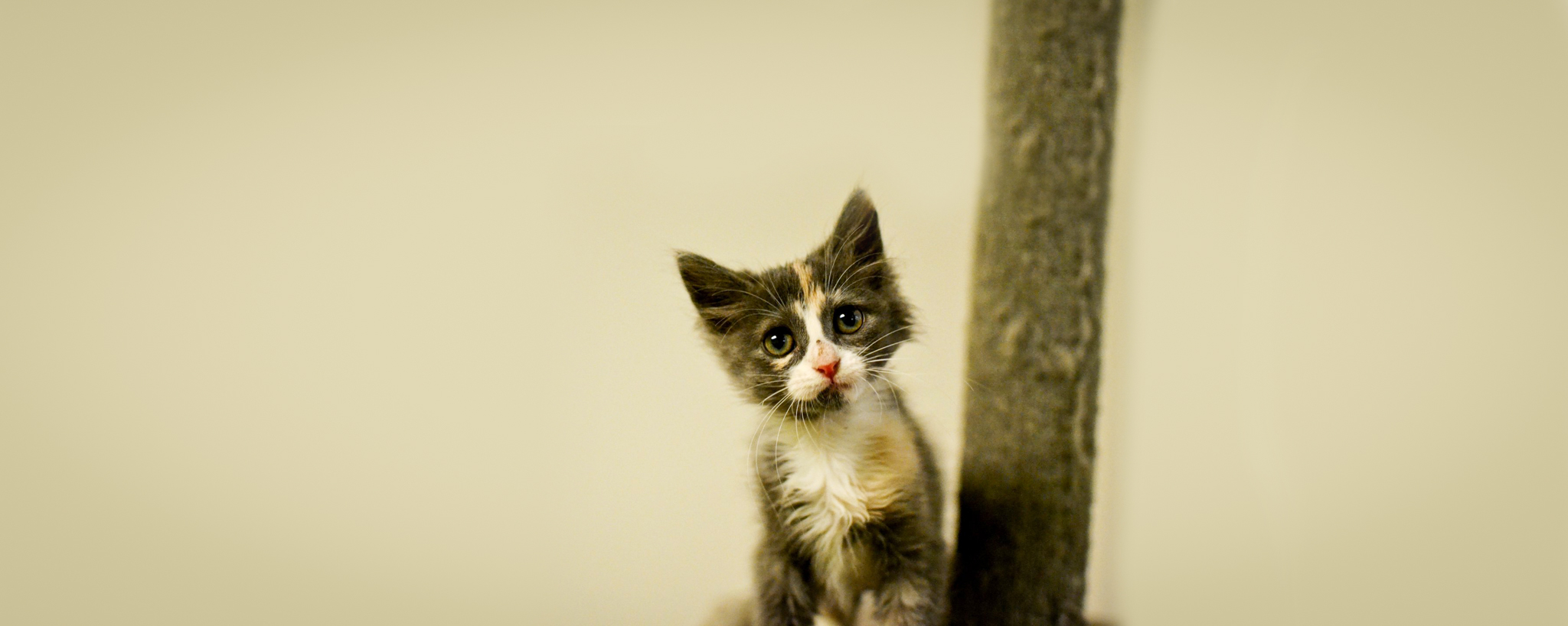 Stray cat recovering from paw surgery will soon be ready for adoption