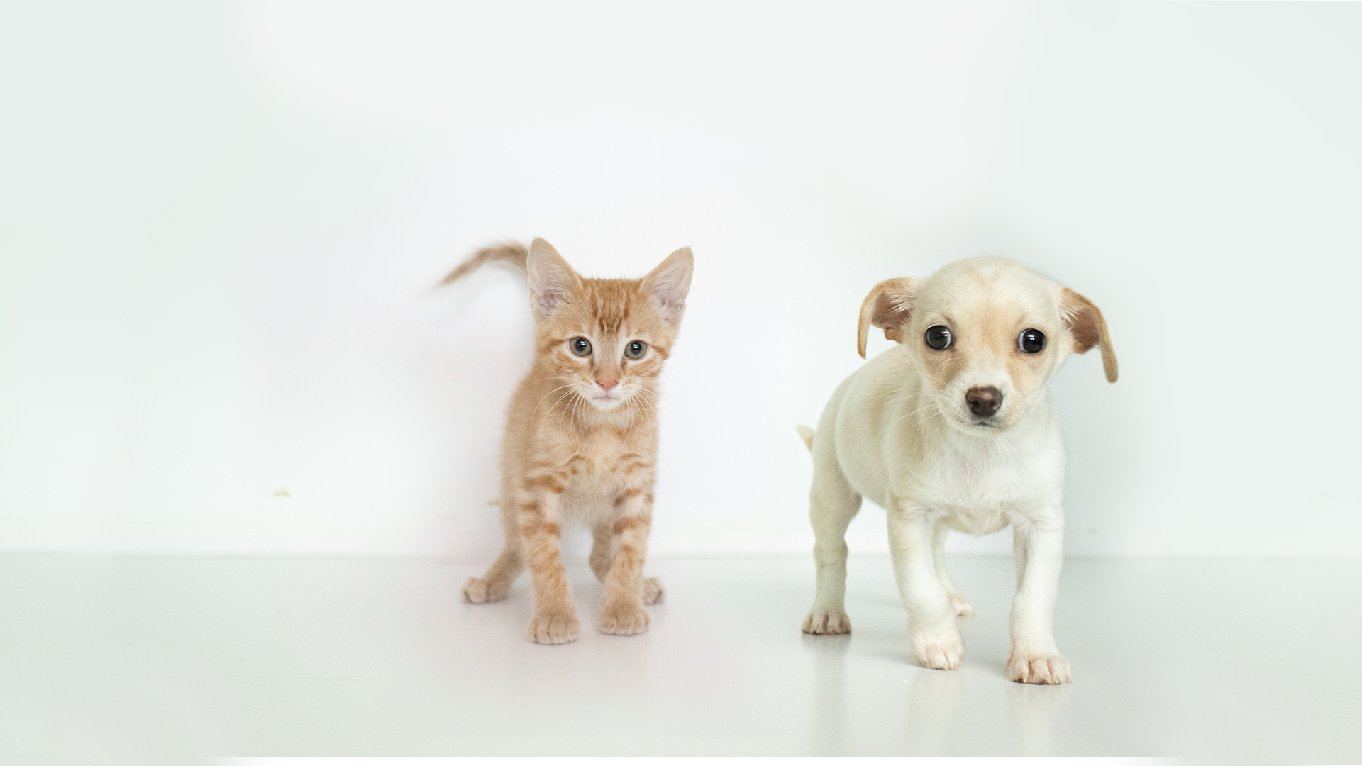 About Adoption - Louisiana SPCA