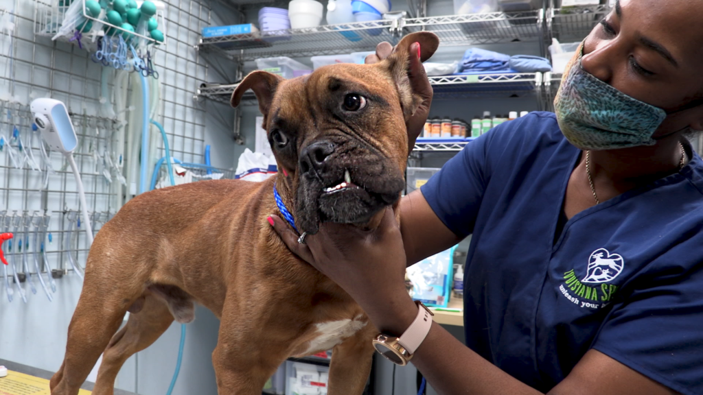 Clinic Services Louisiana SPCA