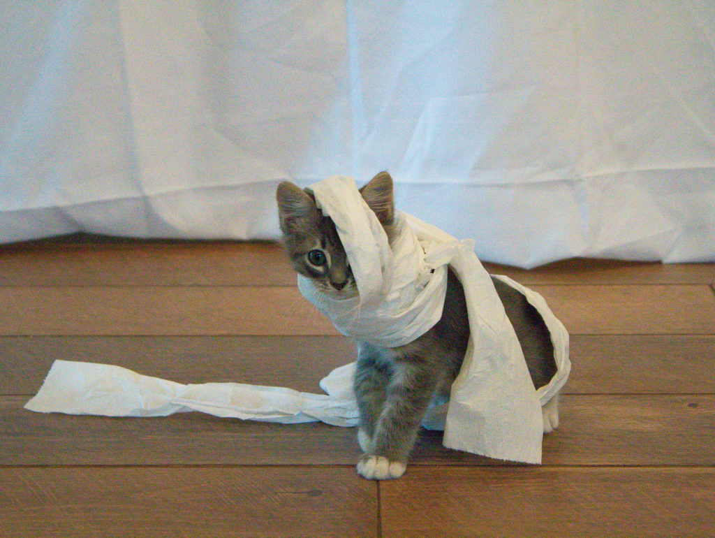 Kitten loosely wrapped in toilet paper to resemble a mummy for Halloween