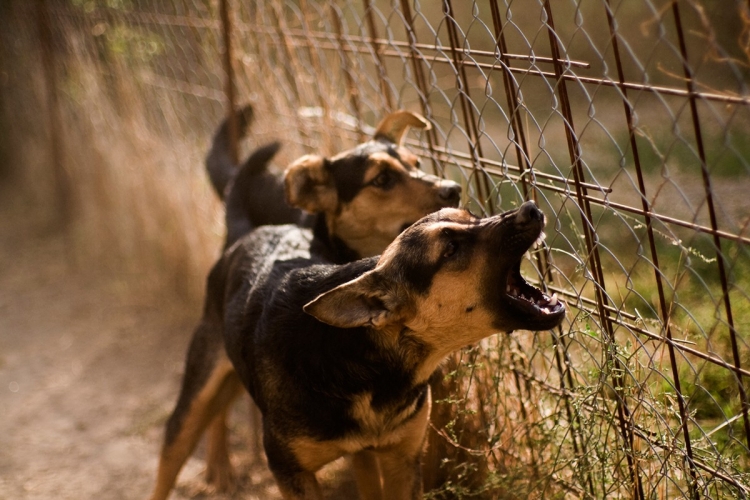 what should you do if a dog bites your child