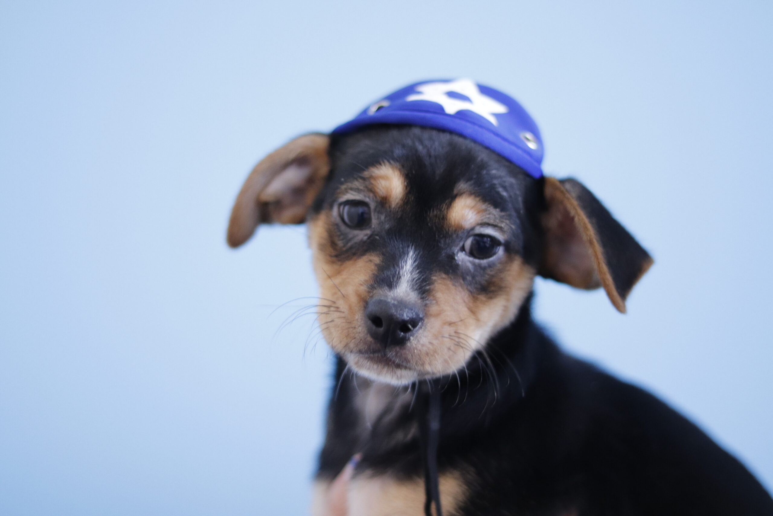 Dog with Kippah