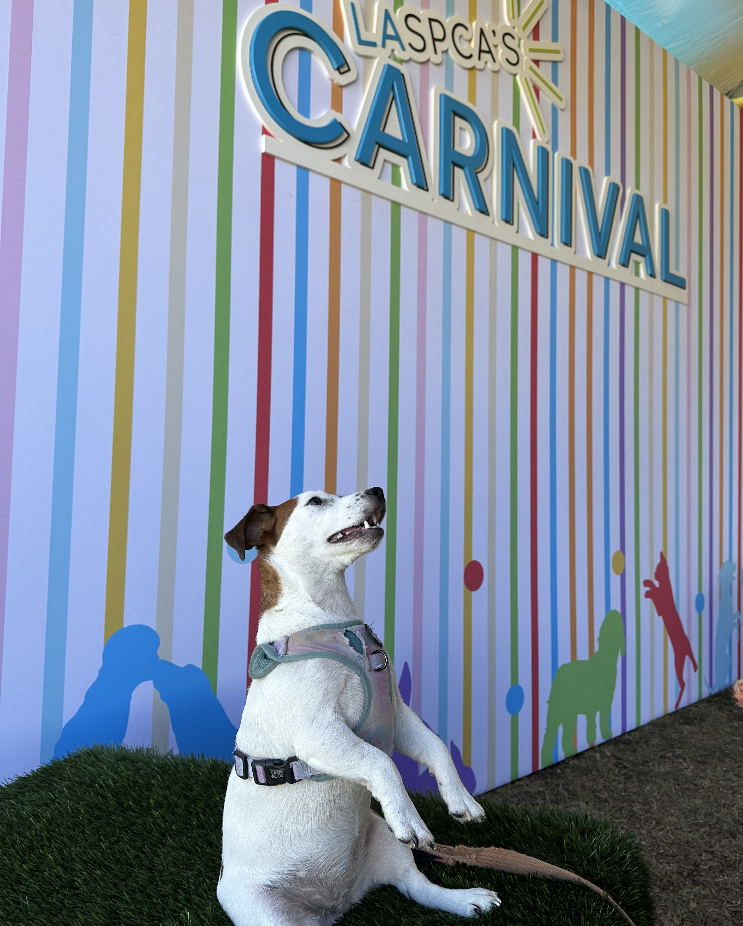 A brown and white small dog sits on her butt by the Carnival backdrop
